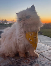 Load image into Gallery viewer, NEW ENGLAND PATRIOTS FOOTBALL inspired fabric Cat and Dogs Bandana Easy Slide over collar