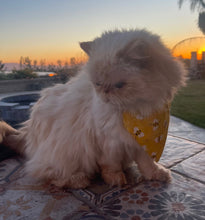 Load image into Gallery viewer, Bees Yellow Fabric Cat and Dogs Bandana Easy Slide over collar
