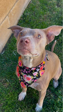 Load image into Gallery viewer, FLORAL FLOWERS BLACK RED Cat and Dogs Bandana Easy Slide over collar
