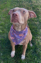 Load image into Gallery viewer, PURPLE FLORAL FLOWERS Cat and Dogs Bandana Easy Slide over collar