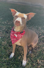 Load image into Gallery viewer, RED BANDANA DOGS FABRIC Cat and Dogs Bandana Easy Slide over collar