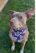 Load image into Gallery viewer, PURPLE &amp; WHITE HIBISCUS HAWIIAN FLOWERS Cat and Dogs Bandana Easy Slide over collar
